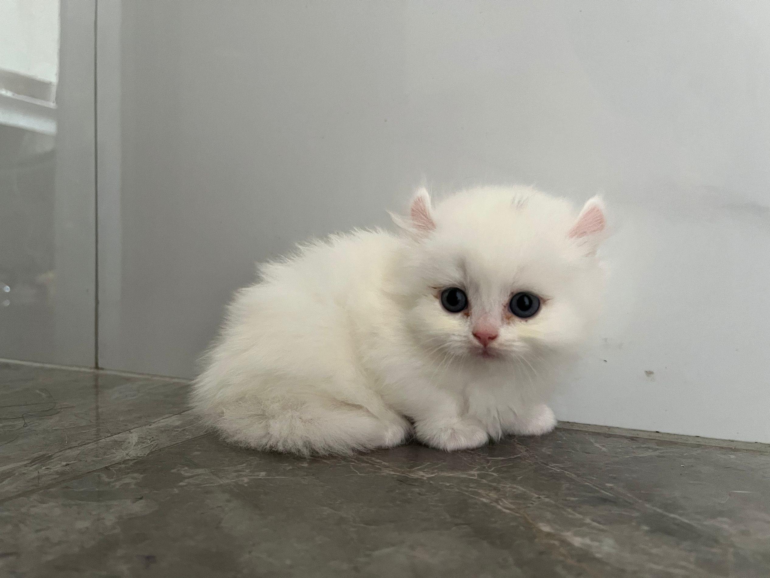 长毛五粉卷耳矮脚猫
